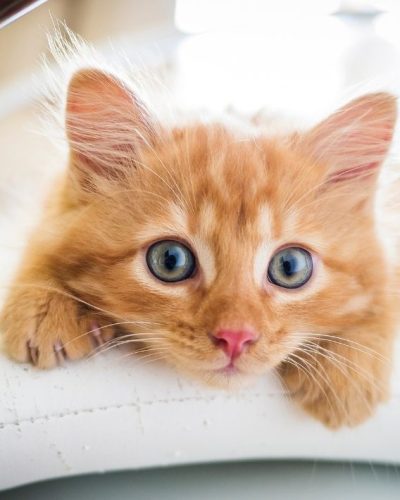 Untitled design (33)